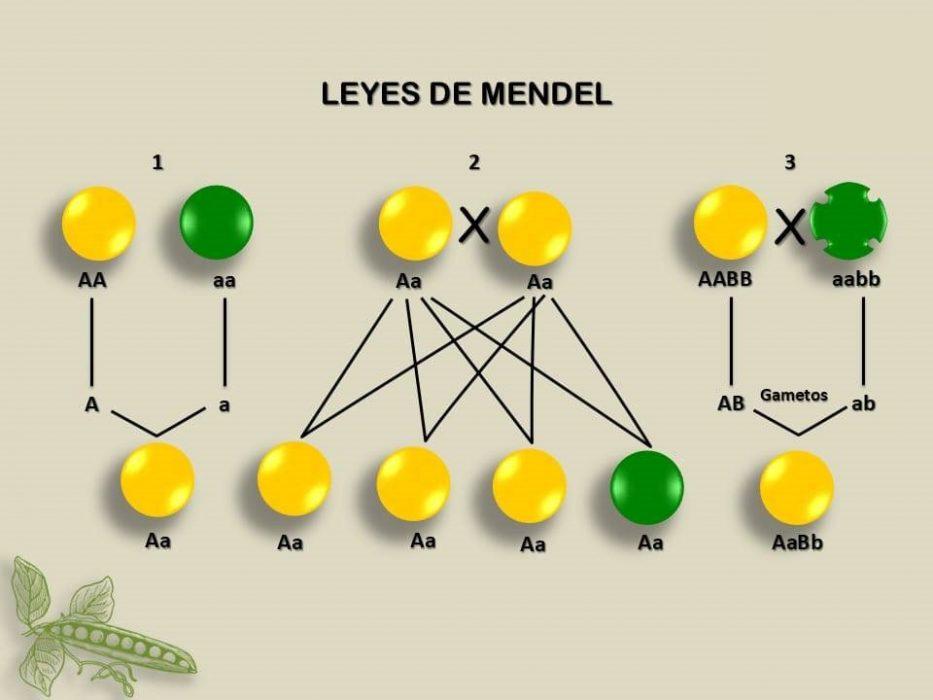 Las Aportaciones De Gregor Mendel A La Biología