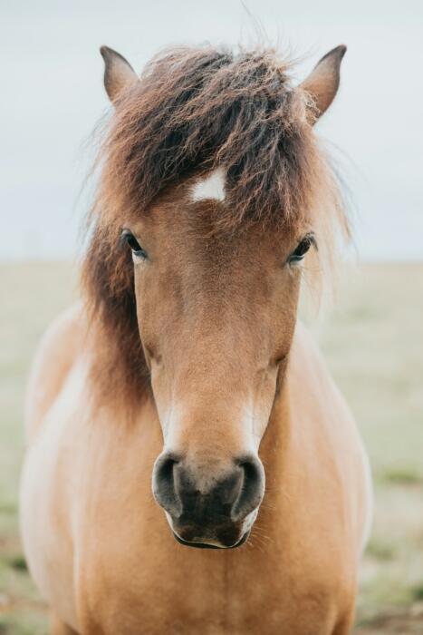 primer plano de caballo en un campo